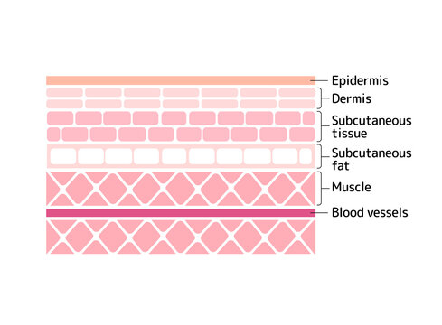 Layer of human skin vector illustration ( from epidermis to muscle )