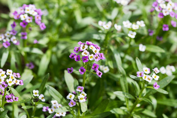 Closeup of Myosotis sylvatica, little blue, white, pink flowers on blurred background. Small blue forget-me-nots in the country garden