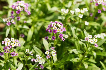Closeup of Myosotis sylvatica, little blue, white, pink flowers on blurred background. Small blue forget-me-nots in the country garden