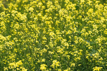 Rapeseed flowers in close-up at the flowering time. The industrial farmland in the countryside between spring and summer.