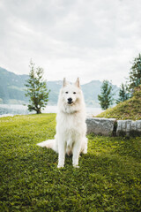 Cute Switzerland Shepard next to the Lake Lucerne.   