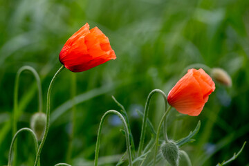 poppy flowers in field