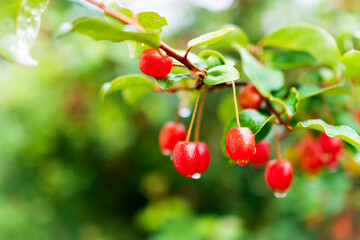 グミの実、ナツグミの木枝。Silverberry Oleasters