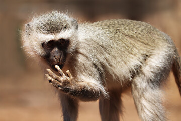 Vervet monkey