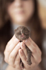 Süße Katzenbabys, Kitten, Britisch Kurzhaar imposant edel und selten.