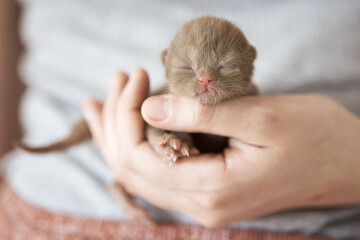 Süße Katzenbabys, Kitten, Britisch Kurzhaar imposant edel und selten.