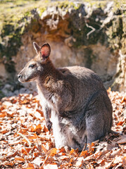 Red necked wallaby