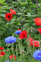 wild blühende mohn und kornblumen