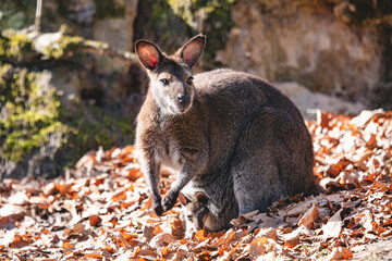 Red necked wallaby with joey in a pouch