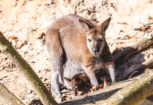 Red Necked Wallaby With Joey In A Pouch