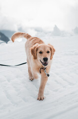 Little golden retriever puppy in a motion on snow and grass field, Switzerland