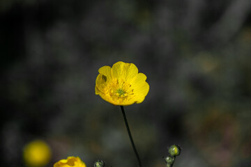 Yellow flower on the grey background