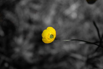 Yellow flower on the grey background