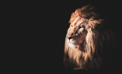 Lion face portrait on black background