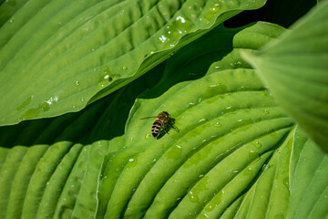 Сlose-up of a bee sitting on a green leaf covered with raindrops