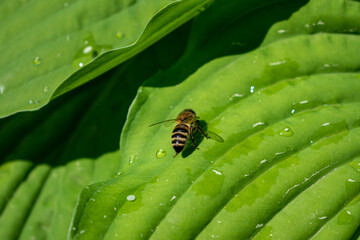 Сlose-up of a bee sitting on a green leaf covered with raindrops