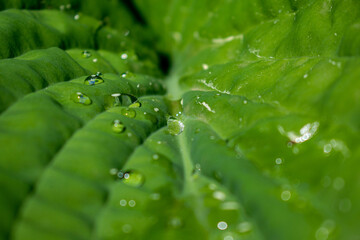 Сlose-up of a leaf covered with raindrops