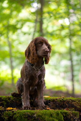 Cocker Spaniel Hündin im Sitz im Wald