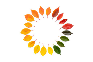 Round gradient frame made of colored autumn leaves isolated on white background. Top view, flat lay, copy space.