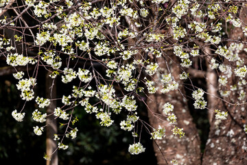 Yellow wild himalayan cherry blooming on branch with dark forest background.