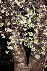 Yellow wild himalayan cherry blooming on branch with dark forest background.