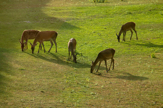 Manada de ciervos rojos (Cervus elaphus), tambi&eacute;n llamados ciervos europeos o ciervos en la fosa de la ciudadela de Jaca, Espa&ntilde;a. Ciervos pastando hierba verde a principios de verano.