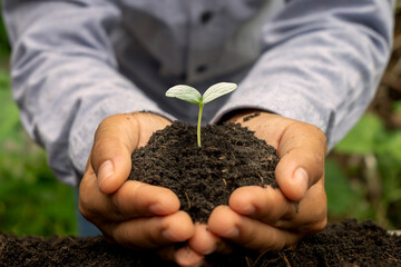 Trees are growing in the soil on human hands, Earth Day concept and global warming campaign.