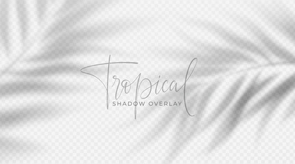 Realistic transparent shadow from a leaf of a palm tree on the white background. Tropical leaves shadow. Mockup with palm leaves shadow. Vector illustration - obrazy, fototapety, plakaty