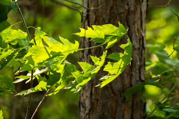 maple leaves on the background of green nature  © Paulina