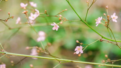 beautiful blooming pink cute flowers in blurry nature green blurry background Nature screen copy-space