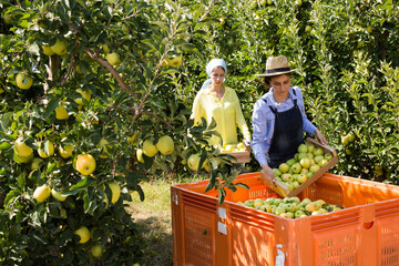 Fototapeta premium Two women harvest apples in a big box in the garden. High quality photo