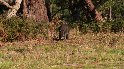
Cute wallaroo during day time in a national park near Mount Martha on the Mornington Peninsula in...