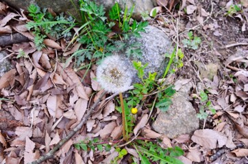 Dandelion
