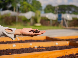 hand of farmer holding raisin with drying board in sunlight vineyard background,