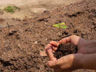 hand holding young plant ready to grow with healthy soil background, save the world and World Environment Day concept.