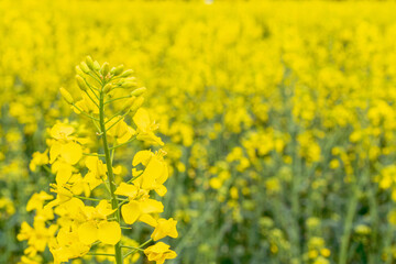 Canola flower. Rapeseed plant, colza rapeseed for green energy. Yellow rape flower for healthy food oil. Springtime golden flowering field.