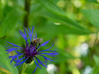 bee on a flower Bachelor's button