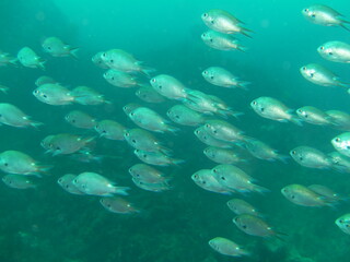 伊豆の海でダイビング中にスズメダイの群れとすれ違いました。