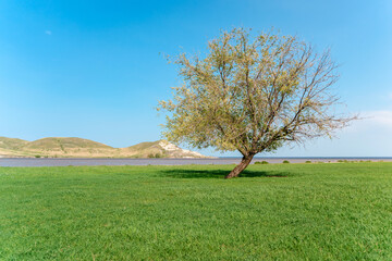 Beautiful landscape with a green lawn and a lone tree