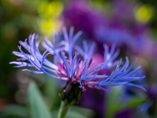blue flower button bachelor, close-up