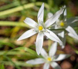Fototapeta premium white wildflowers in the meadow