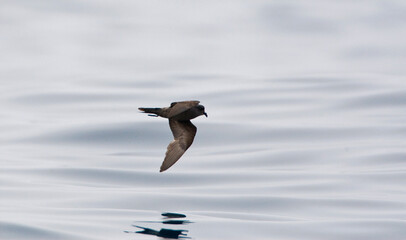 Californisch Stormvogeltje, Ashy Storm-Petrel, Oceanodroma homochroa