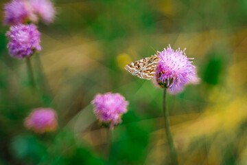 Butterfly sits on a pink flower, natural background