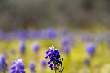 富士山のふもとのガーデン
