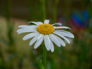 Obraz premium white chamomile flowers in the meadow