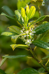 Detail of the flower with fruit set and leaves of the European holly