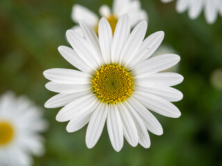Fototapeta premium white chamomile flowers in the meadow