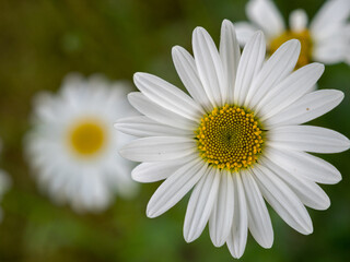 Fototapeta na wymiar white chamomile flowers in the meadow