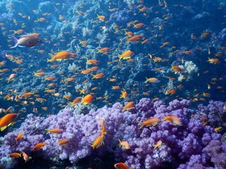 伊豆の海でダイビング中にキンギョハナダイの魚群に囲まれました。