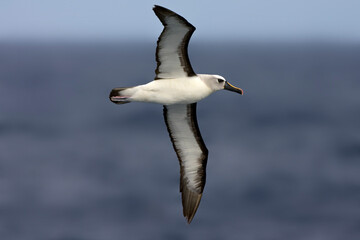 Fototapeta na wymiar Geelbekalbatros, Atlantic Yellow-nosed Albatros, Thalassarche chlororhynchos